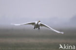 Wilde Zwaan (Cygnus cygnus)