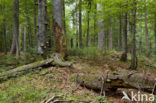 Wildnisgebiet Dürrenstein