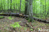 Wildnisgebiet Dürrenstein