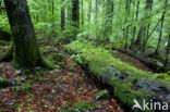 Wildnisgebiet Dürrenstein