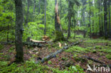 Wildnisgebiet Dürrenstein