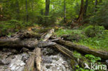 Wildnisgebiet Dürrenstein