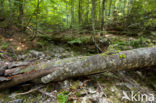 Wildnisgebiet Dürrenstein