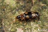 Zuidelijke Schorsloper (Calodromius bifasciatus)