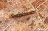 Adicella reducta