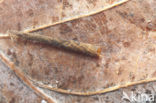 Adicella reducta