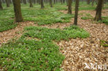 Bosanemoon (Anemone nemorosa)