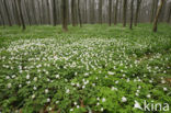 Bosanemoon (Anemone nemorosa)