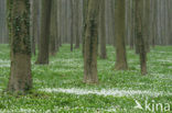 Bosanemoon (Anemone nemorosa)