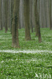 Bosanemoon (Anemone nemorosa)