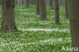 Bosanemoon (Anemone nemorosa)