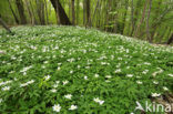 Bosanemoon (Anemone nemorosa)