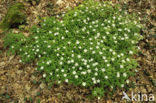 Bosanemoon (Anemone nemorosa)