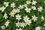 Bosanemoon (Anemone nemorosa)