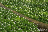 Bosanemoon (Anemone nemorosa)