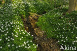 Bosanemoon (Anemone nemorosa)