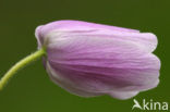 Bosanemoon (Anemone nemorosa)