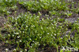 Deens lepelblad (Cochlearia danica)