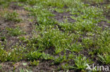 Deens lepelblad (Cochlearia danica)