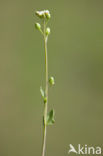 Deens lepelblad (Cochlearia danica)