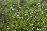 Deens lepelblad (Cochlearia danica)