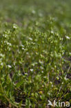 Deens lepelblad (Cochlearia danica)