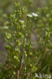 Deens lepelblad (Cochlearia danica)