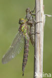 Glassnijder (Brachytron pratense) 