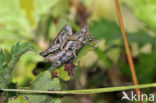 Grasshopper (Pezotettix giornae)