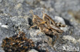 Grasshopper (Pezotettix giornae)