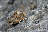 Grasshopper (Pezotettix giornae)