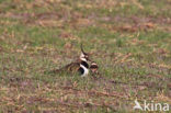 Kievit (Vanellus vanellus)