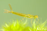 Maanwaterjuffer (Coenagrion lunulatum)