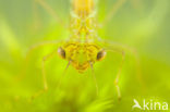 Maanwaterjuffer (Coenagrion lunulatum)