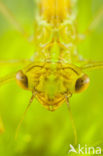 Maanwaterjuffer (Coenagrion lunulatum)