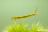 Maanwaterjuffer (Coenagrion lunulatum)