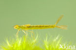 Maanwaterjuffer (Coenagrion lunulatum)