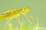 Maanwaterjuffer (Coenagrion lunulatum)