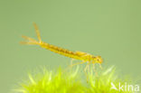 Maanwaterjuffer (Coenagrion lunulatum)