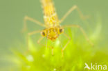 Maanwaterjuffer (Coenagrion lunulatum)