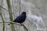 Merel (Turdus merula)