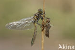 Noordse witsnuitlibel (Leucorrhinia rubicunda)