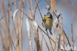 Pimpelmees (Parus caeruleus)