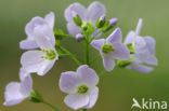 Pinksterbloem (Cardamine pratensis)