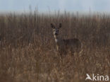 Ree (Capreolus capreolus)