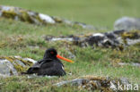 Scholekster (Haematopus ostralegus)