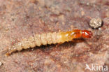 Staphylinidae