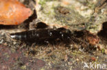 Staphylinidae