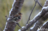 Vink (Fringilla coelebs)