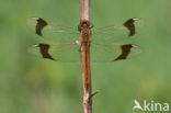 Bandheidelibel (Sympetrum pedemontanum) 